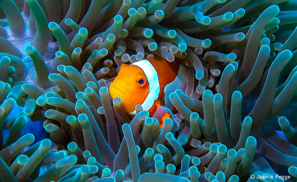 United Nations – Nippon Foundation Fellowship 2025